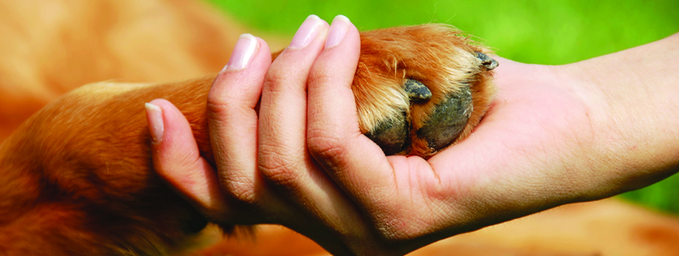 Compassionate Care Animal Hospital | For Pets and Their Owners.